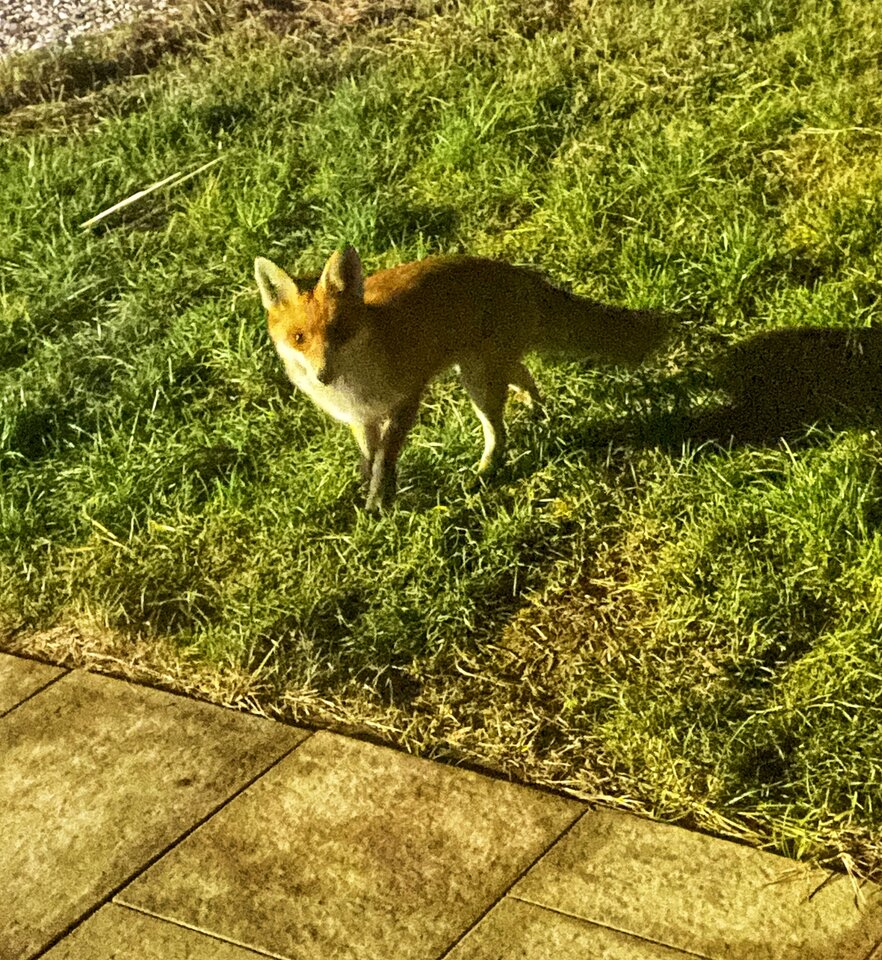 🦊 🙉 - serialowapara19782