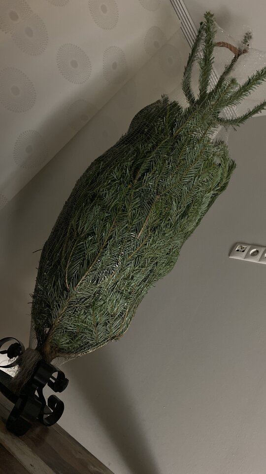 IMG_9912.jpeg - May_Day