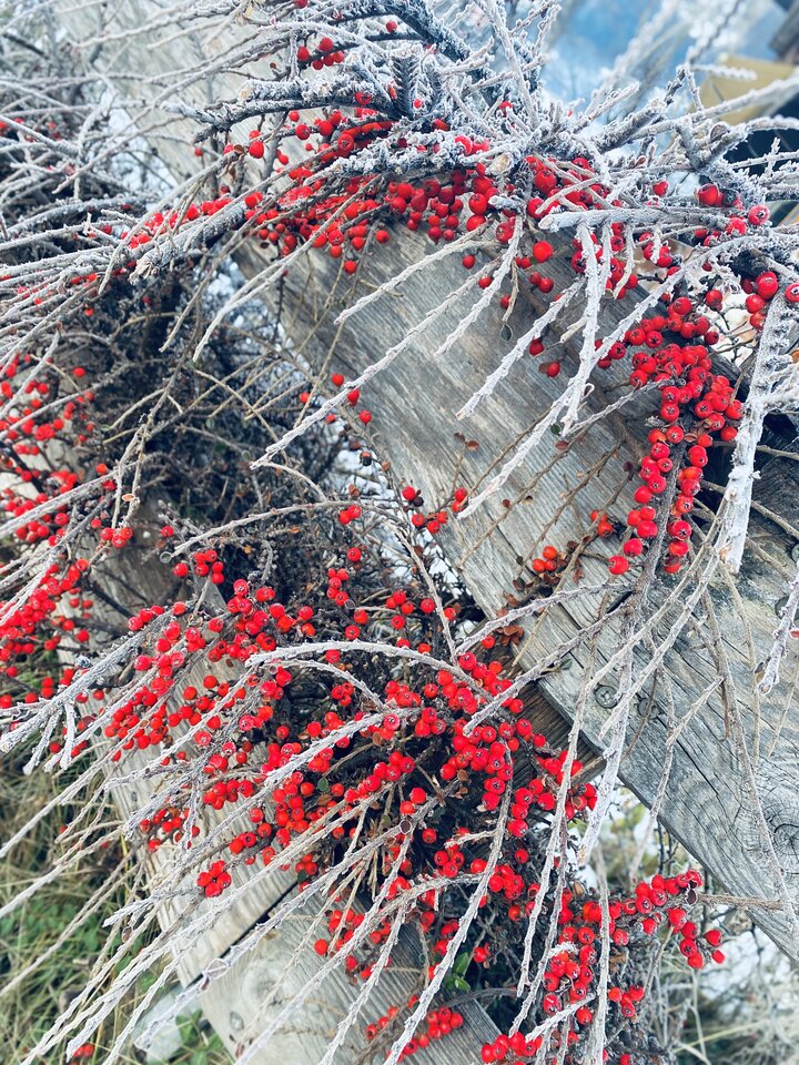 IMG_9991.jpeg - May_Day