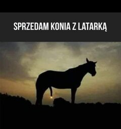 Hej. trochę spóźnione , ale mam na sprzedaż całkiem fajnego