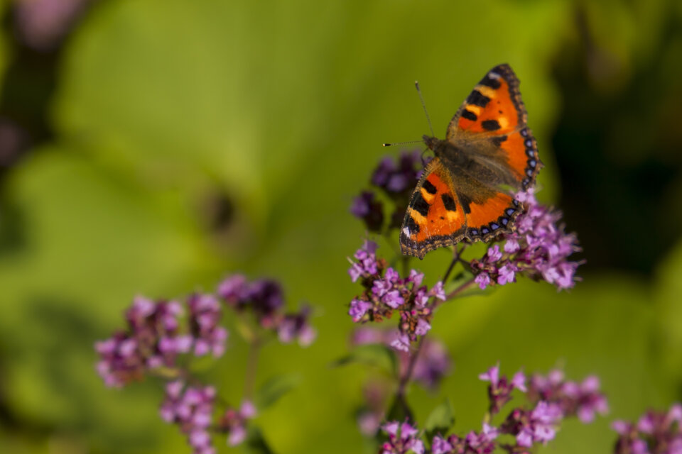 IMG_0122.jpg - EdekP