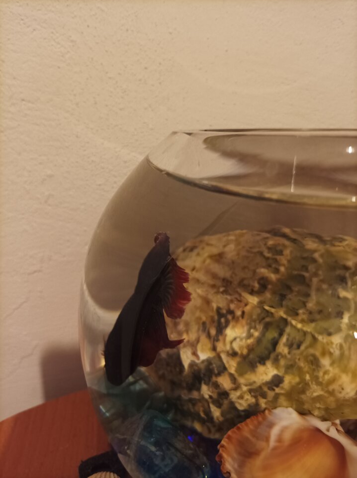 IMG_20241230_171635.jpg - Lukaslbn81