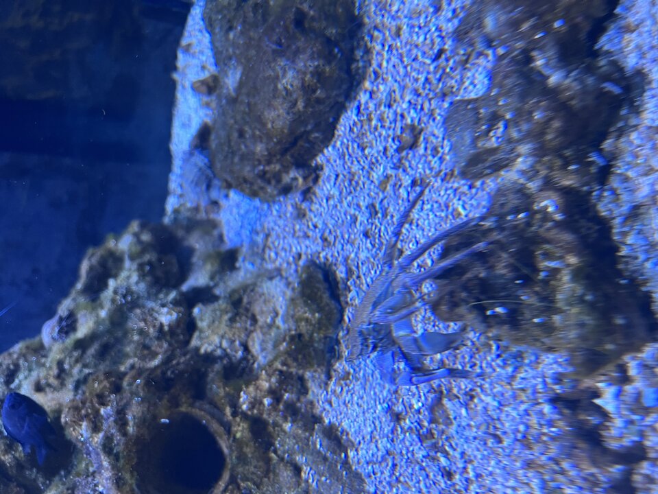 IMG_6179.jpeg - Ferdekkkkk