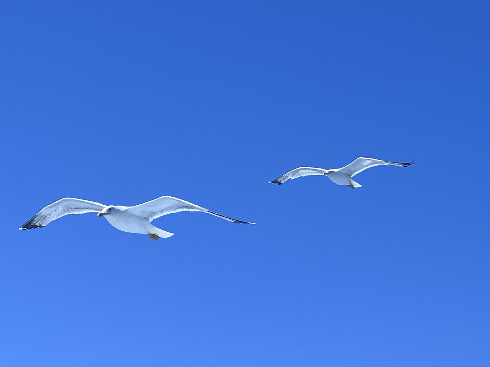 IMG_6107.jpeg - Ferdekkkkk