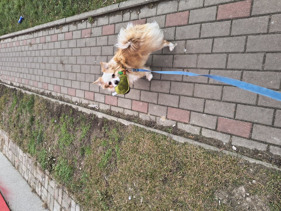 1000000214.jpg - ELPIOTR