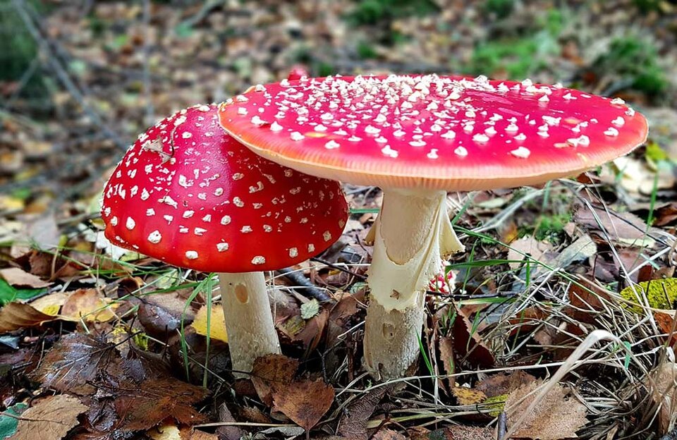mikrodawkowanie-muchomor-czerwony.jpg - Zenek1956