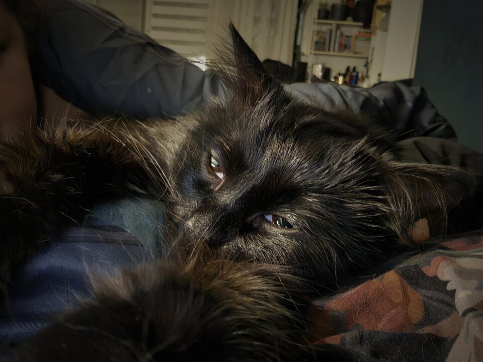 1000018102.jpg - Maranta