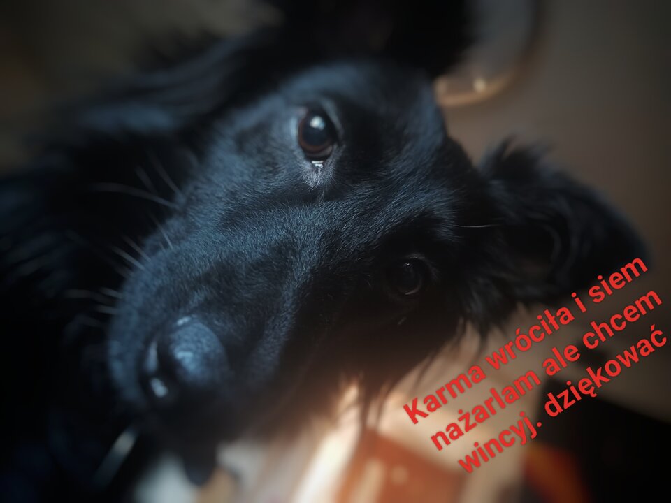 Zoya mówi elo w pniuntek - agamich