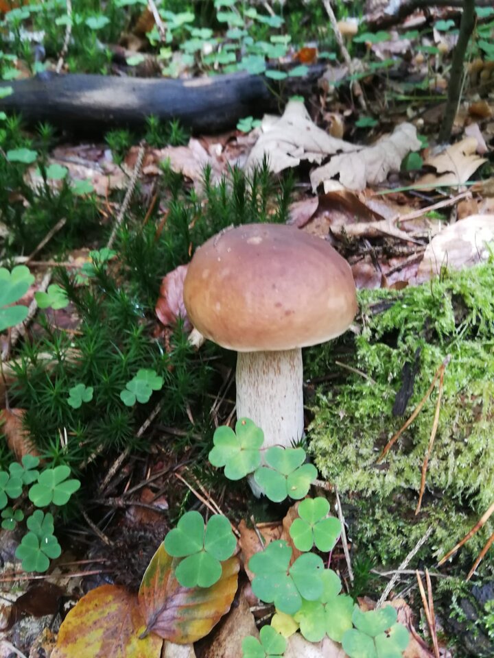 IMG-20241006-WA0000.jpg - Miniek234