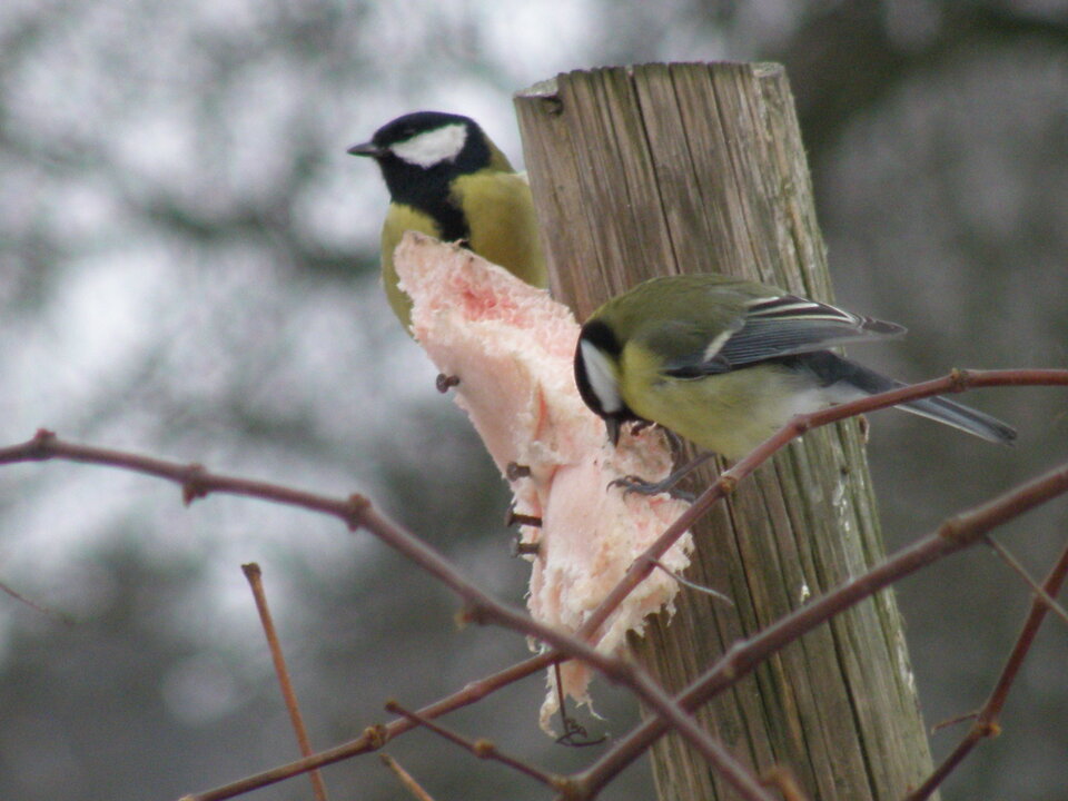 Bogatki.JPG - Miniek234