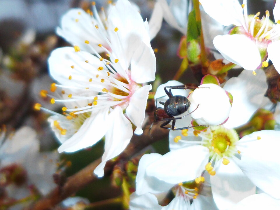 P1000247.JPG - Miniek234