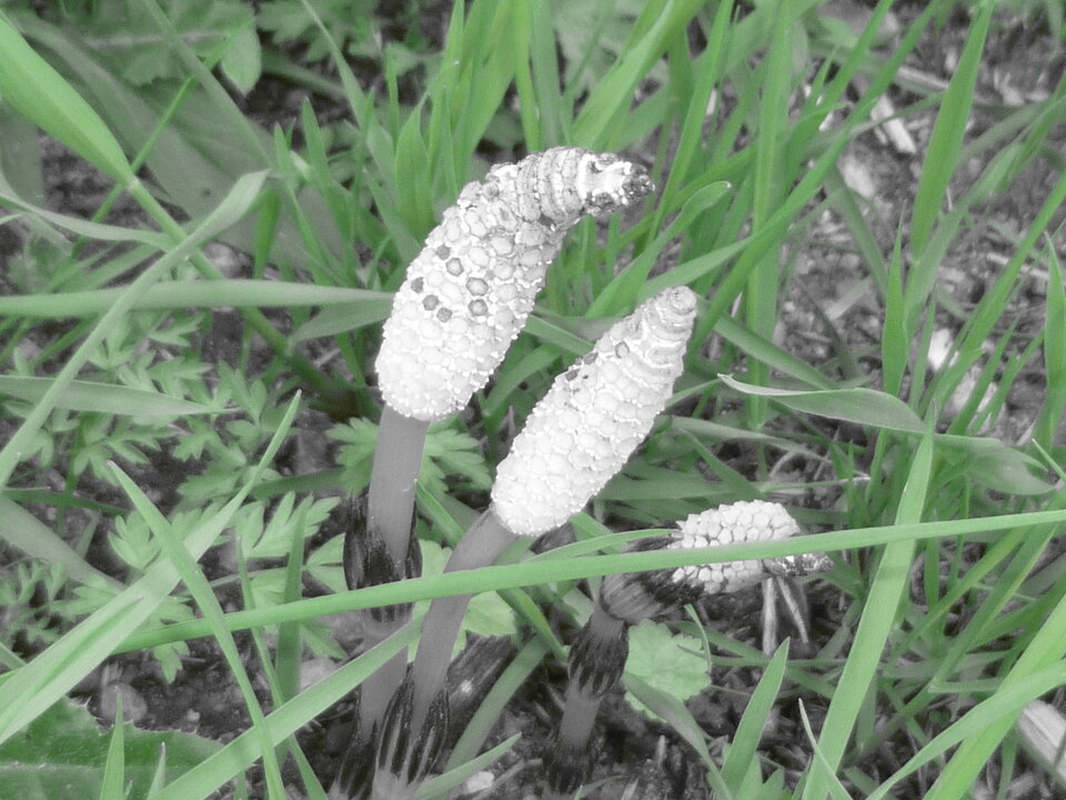 P1000241.JPG - Miniek234