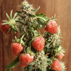 Wiosna tuż tuż 🇪🇸🇪🇸🌞🌞