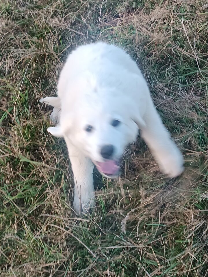 IMG_20240907_183702.jpg - Pozytywny1317