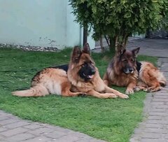 Reszta ogoniastej EKIPY