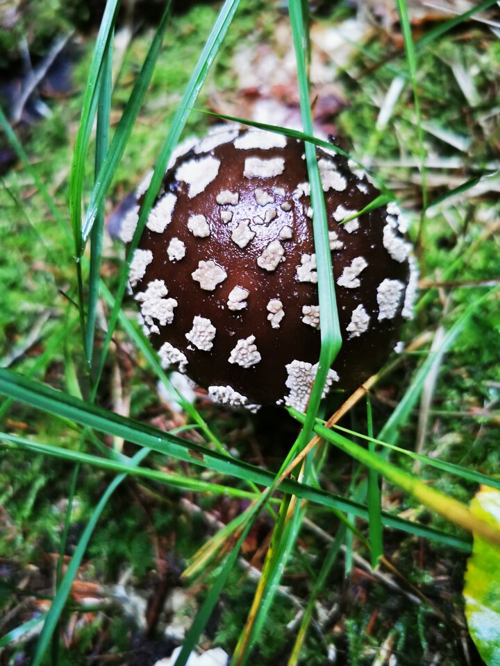 IMG_20210918_082630.jpg - Miniek234