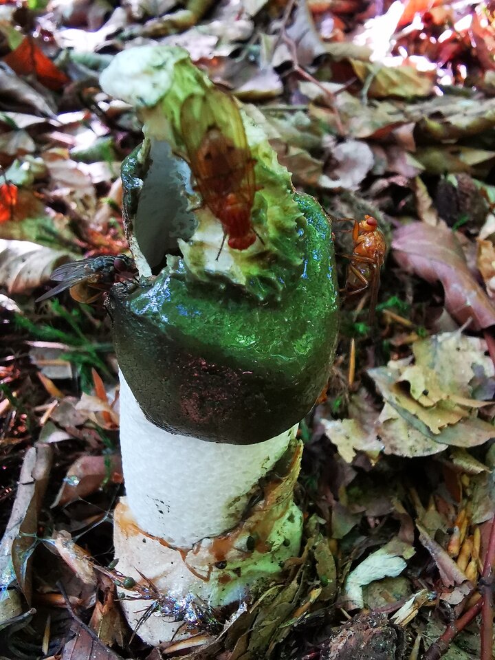 IMG_20210910_111839.jpg - Miniek234