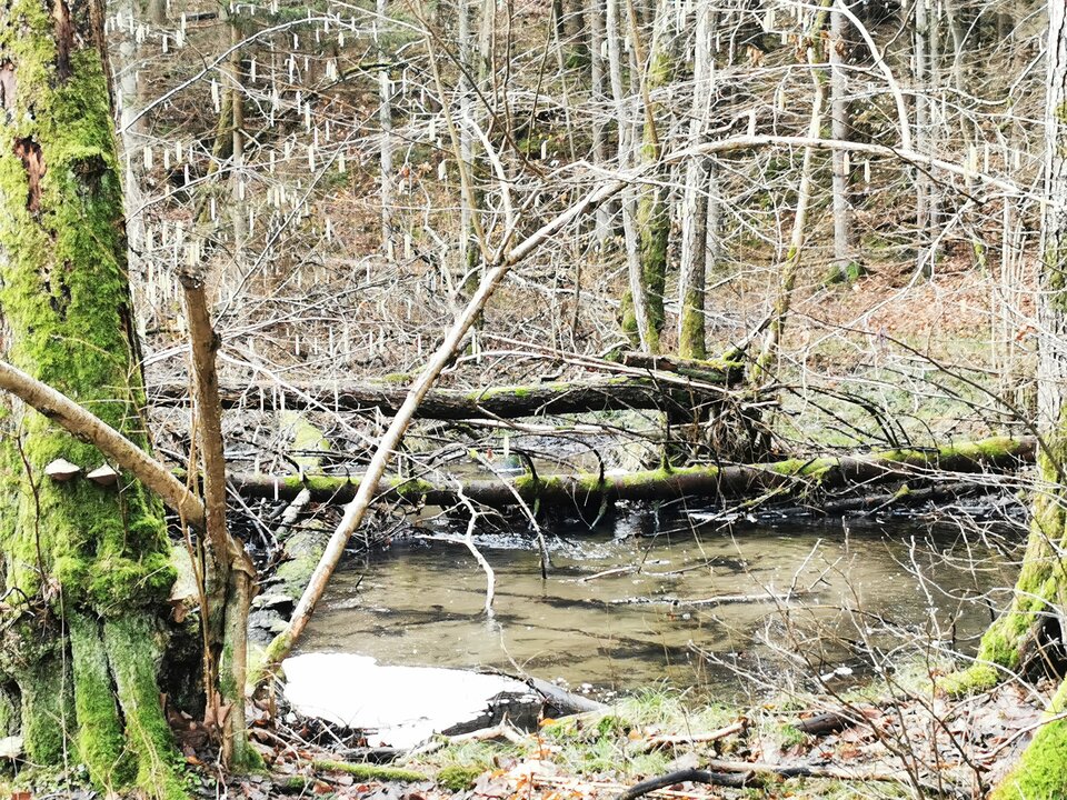 IMG_20250202_130648.jpg - Miniek234