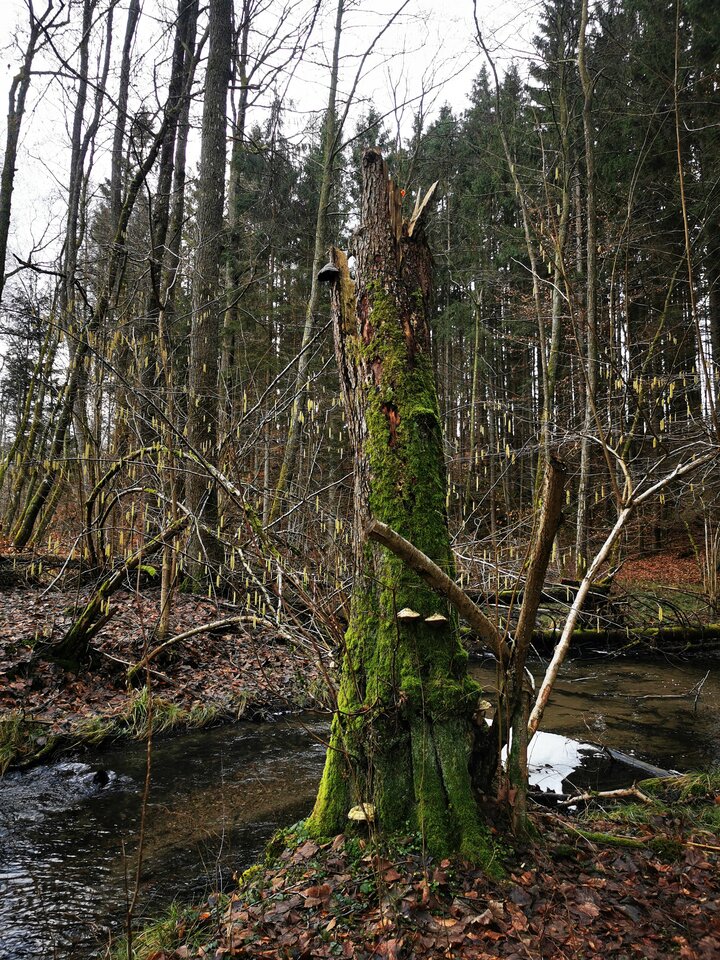 IMG_20250202_130826.jpg - Miniek234