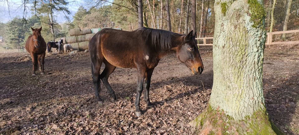 1000004620.jpg - Star_266