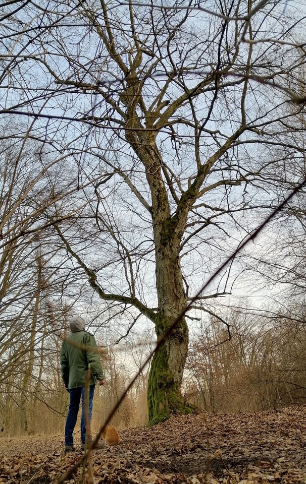 IMG_2_223129.jpg - Iszim