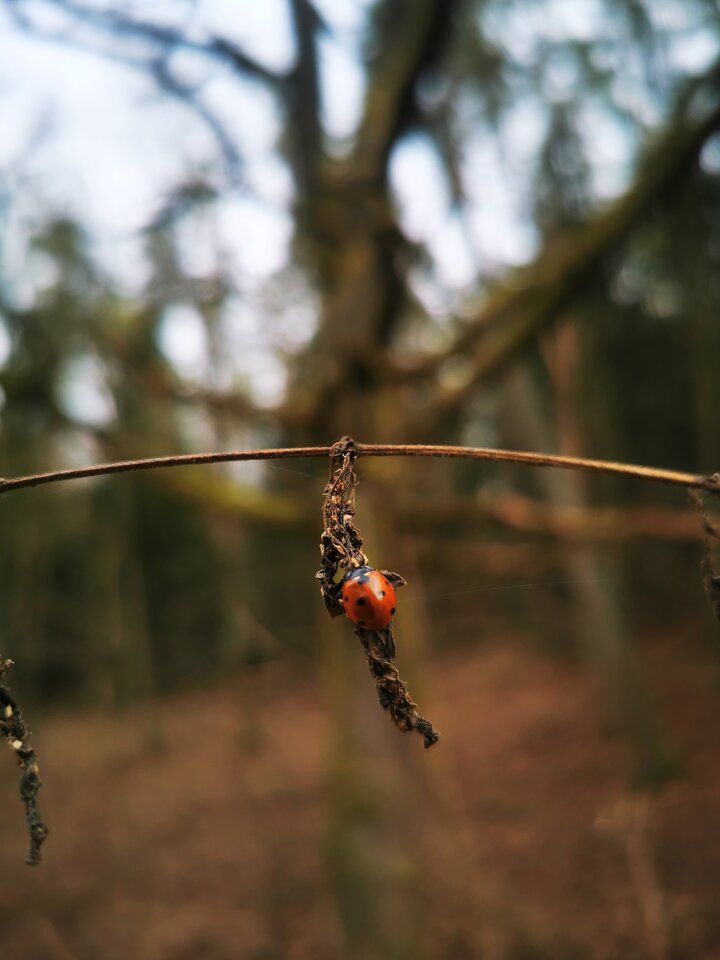 1000006467.jpg - Miniek234