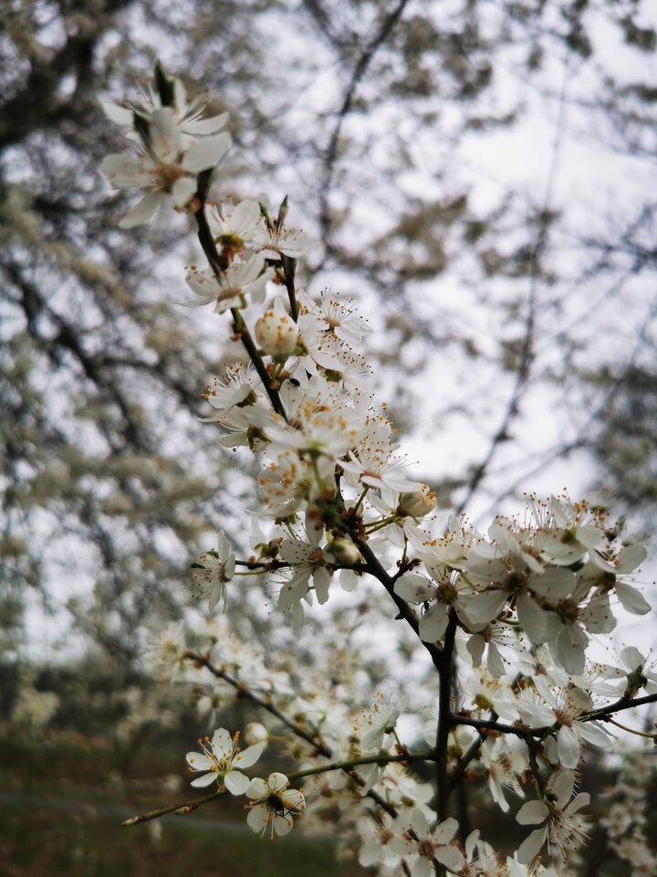 1000006615.jpg - Miniek234