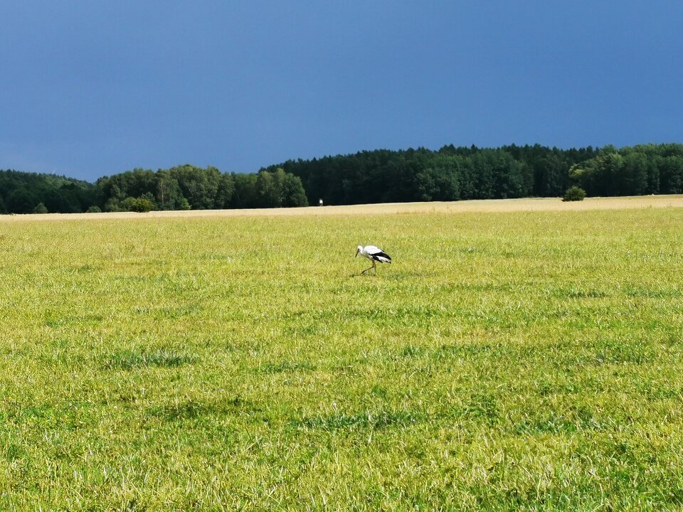 1000006127.jpg - Miniek234