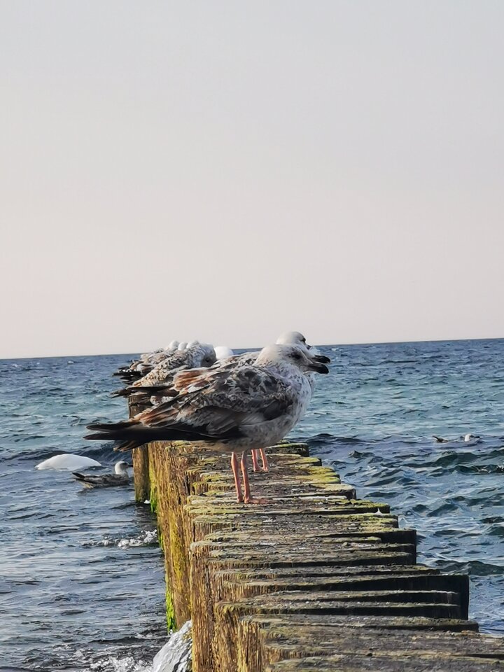 1000003293.jpg - Miniek234