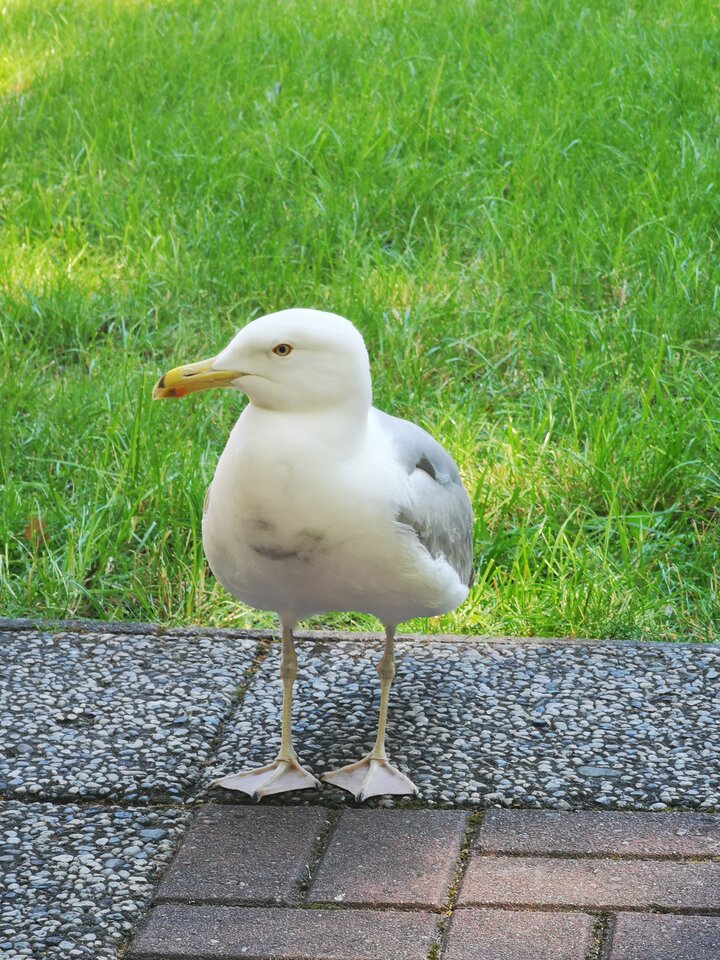 1000003409.jpg - Miniek234