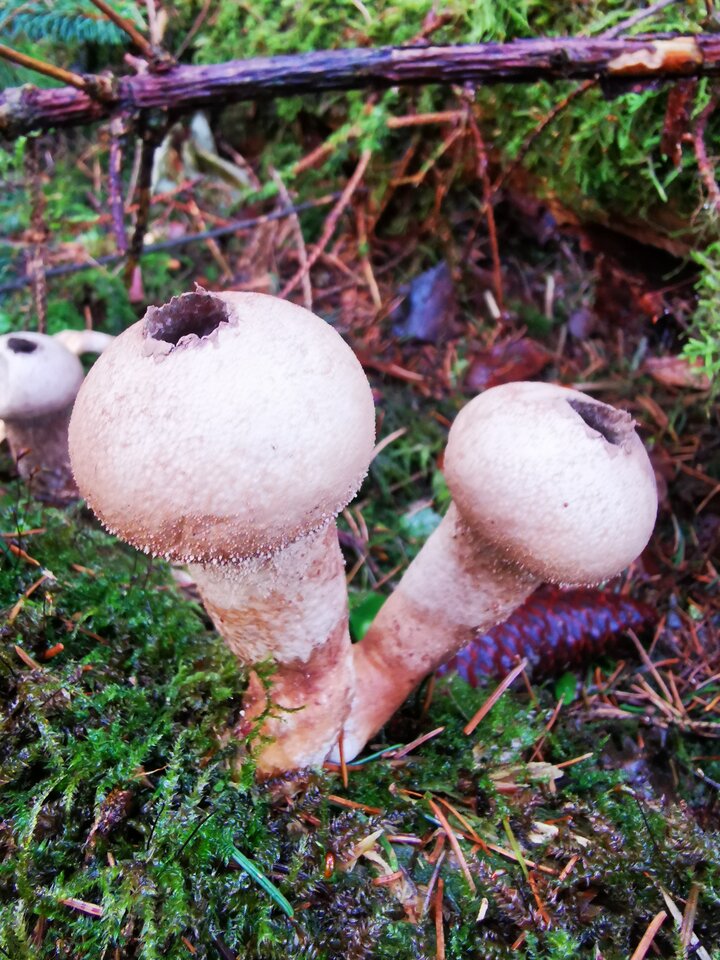 1000006398.jpg - Miniek234