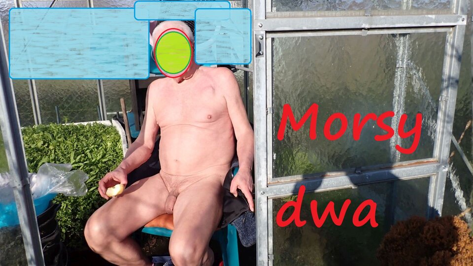 W słoneczku. - Morsy_dwa