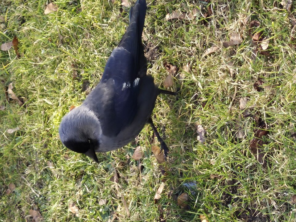 1000018543.jpg - Miniek234