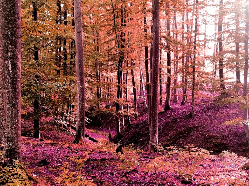 cv_1639510672085.jpg - Miniek234