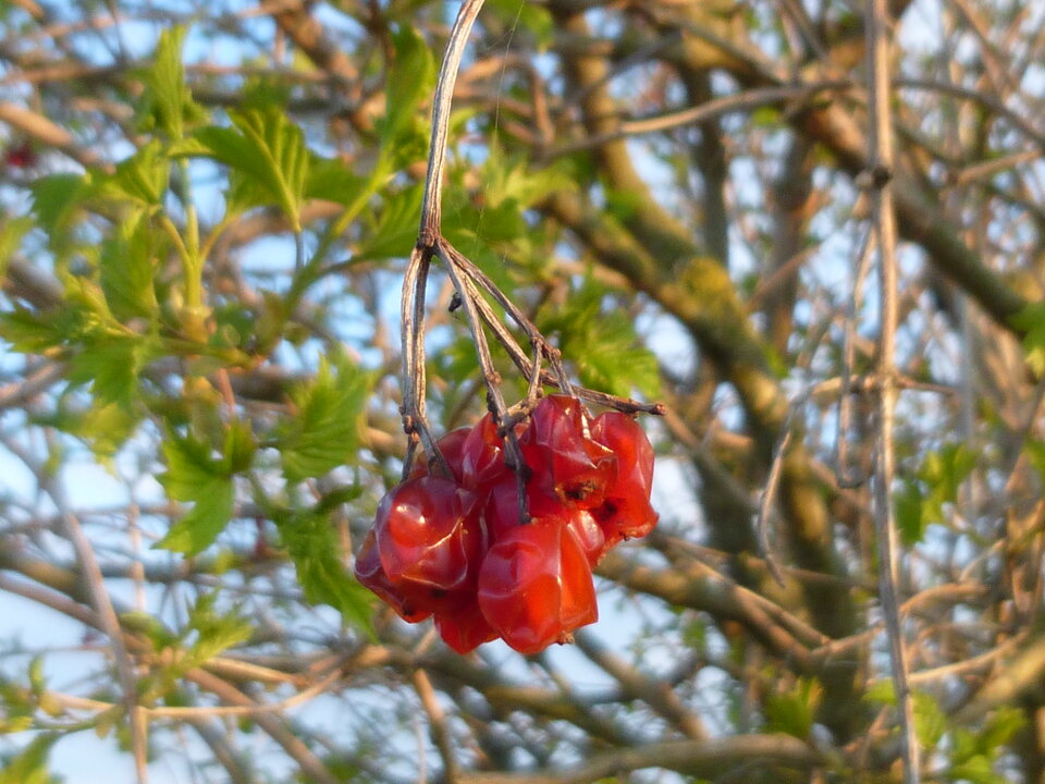 P1000304.JPG - Miniek234