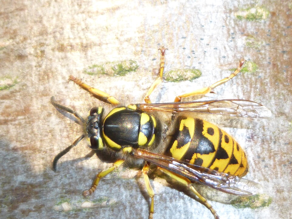 P1000276.JPG - Miniek234