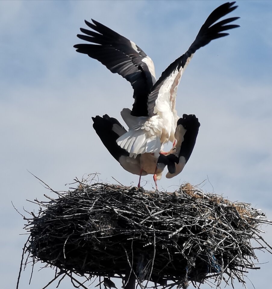 IMG_20200509_192006.jpg - Miniek234