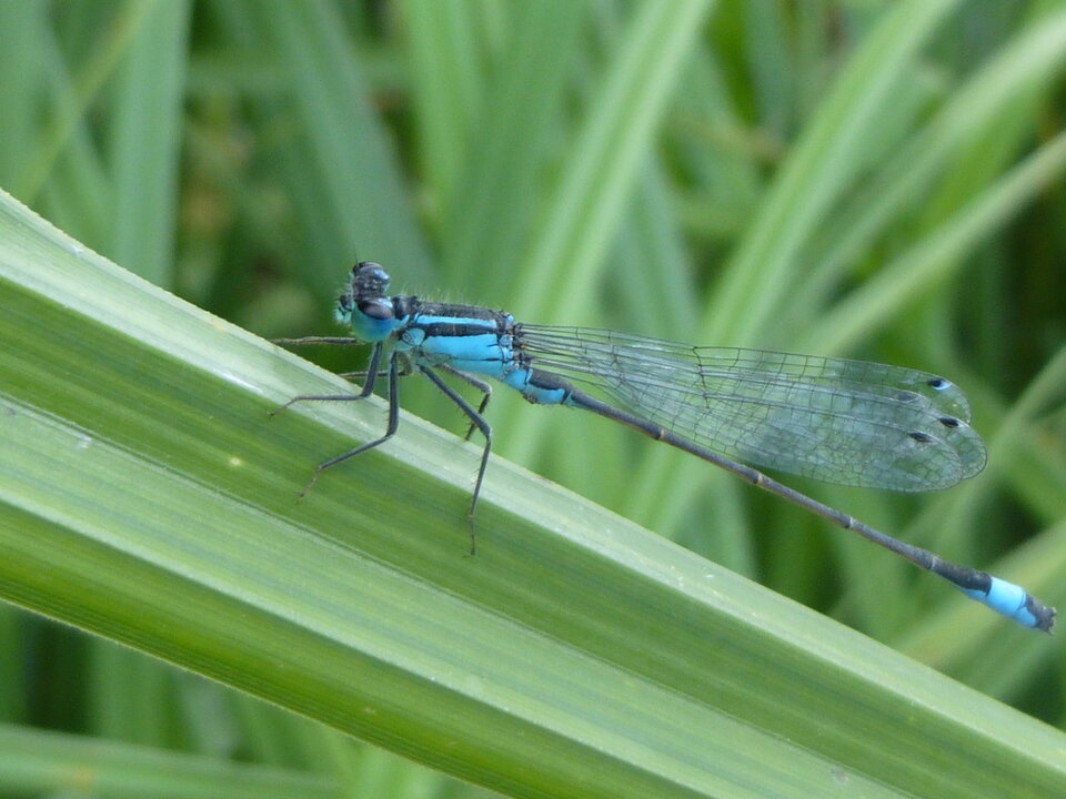 P1000655.JPG - Miniek234