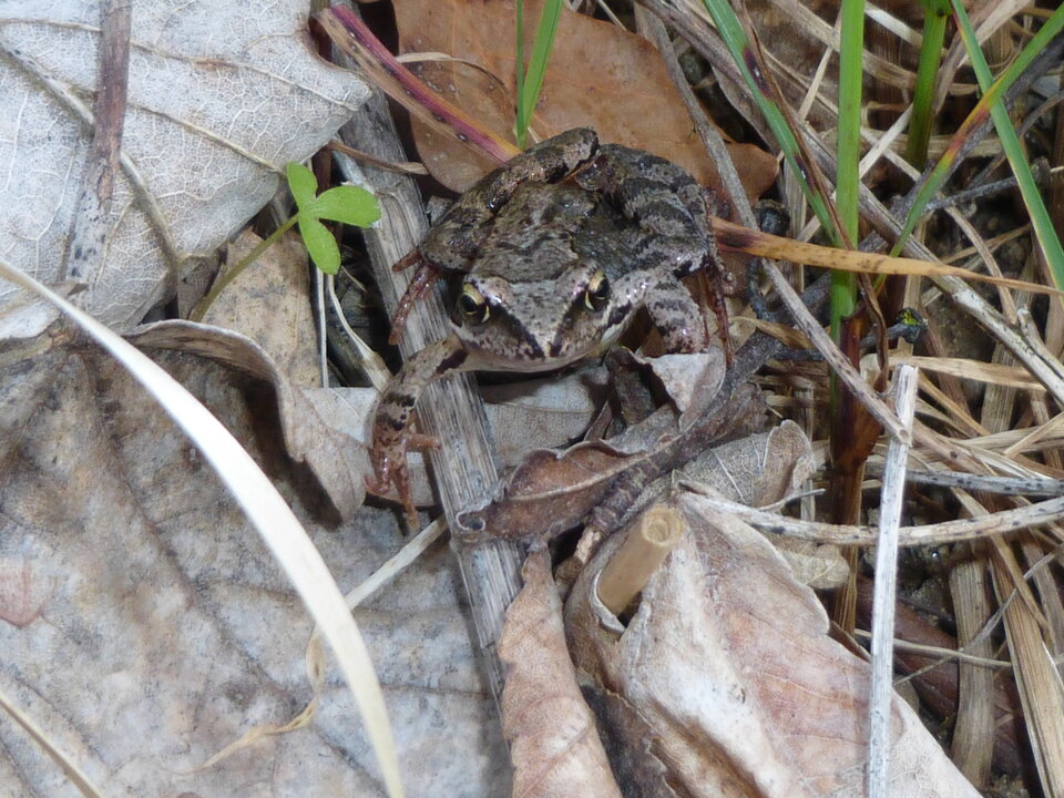 P1000212.JPG - Miniek234