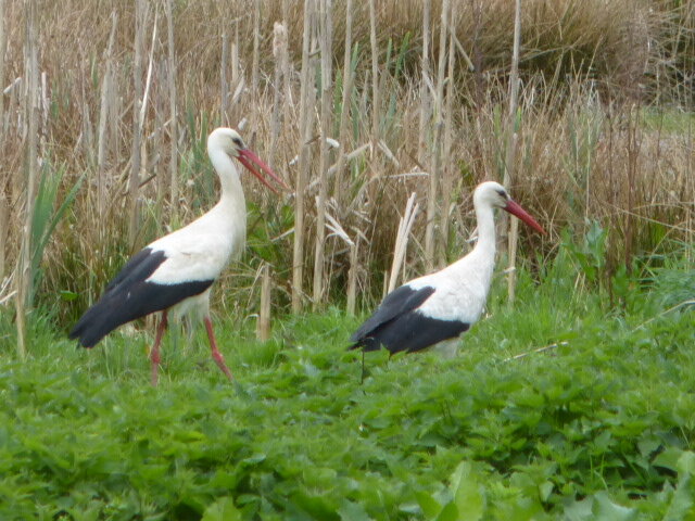 P1000414.JPG - Miniek234