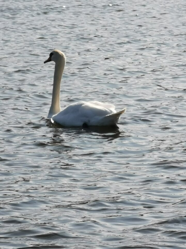 IMG_20200623_172905.jpg - Miniek234