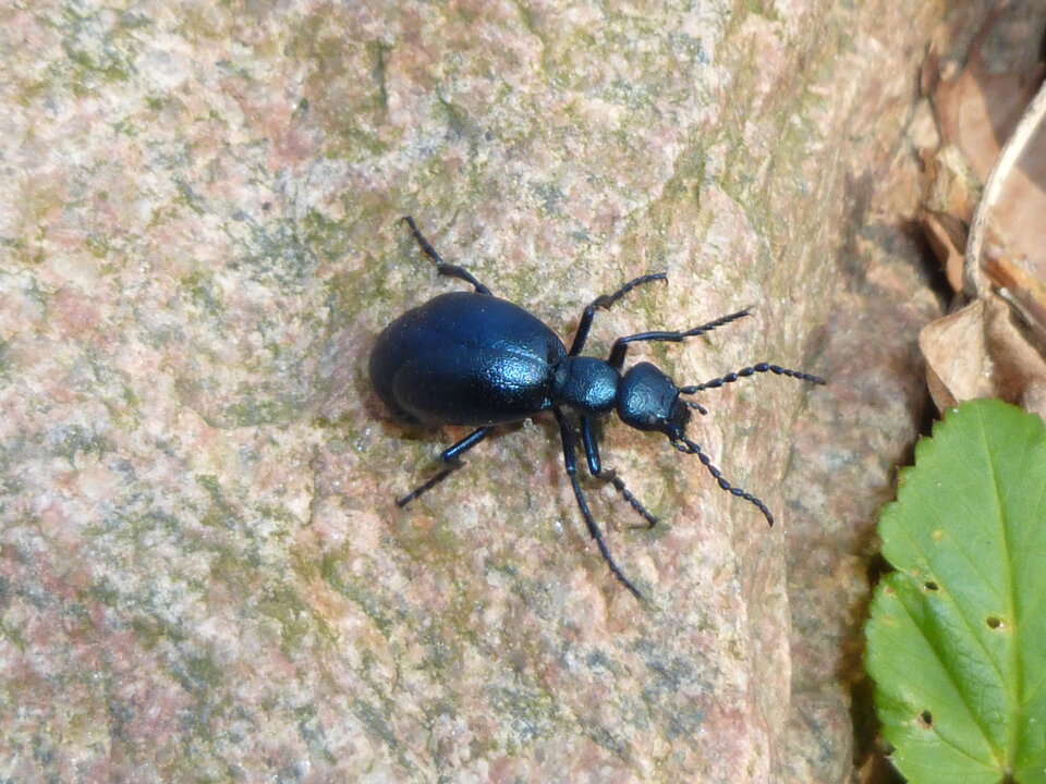 P1000170.JPG - Miniek234