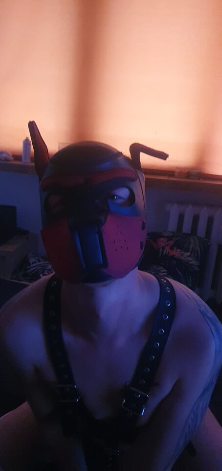 9685ec93-745c-4662-a0d9-d5d9d3eefd03.jpeg - PuppyPrince