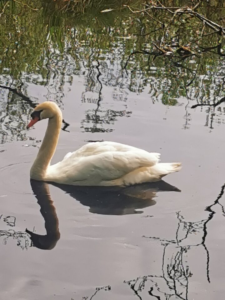 IMG_20210521_093326.jpg - Miniek234