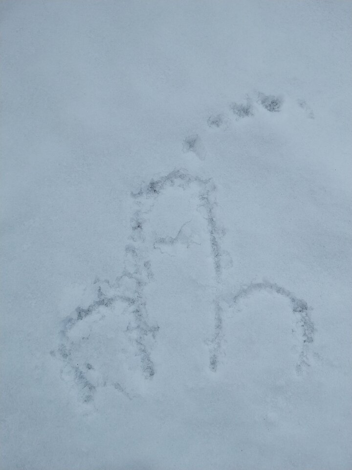 1000001711.jpg - Shojo84