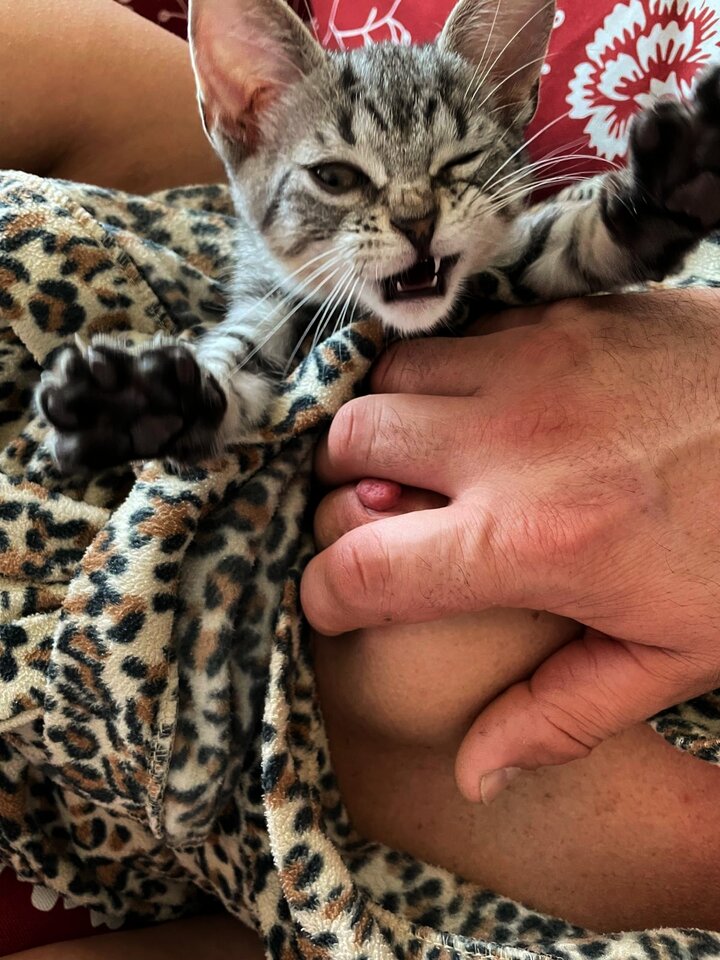 😻❤️ Miauuu....😻❤️ - ILLeGaL_AmOuR