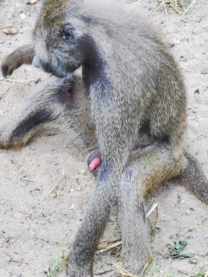 IMG_20200726_124202.jpg - Miniek234