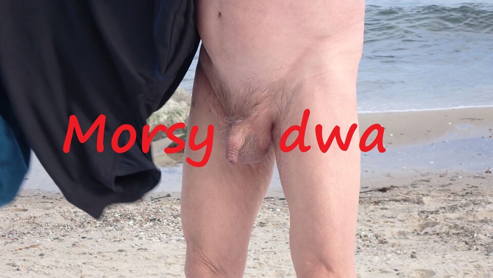 Zmarźlak. - Morsy_dwa