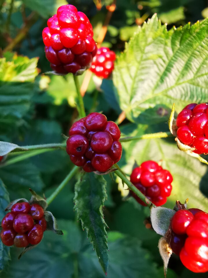 1000006137.jpg - Miniek234