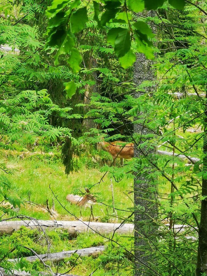 1000005982.jpg - Miniek234